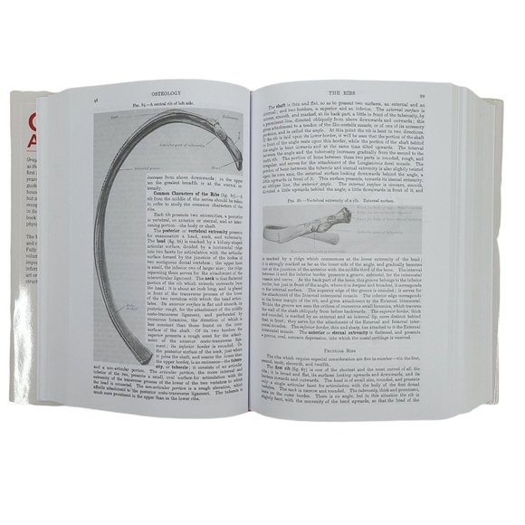 Grays Anatomy Henry Gray Hardback Book Dust Jacket 15th Edition 2012 - Picture 12 of 12